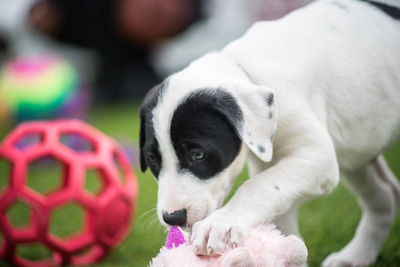 Dog and Cat Vaccinations • Cobb Animal Clinic in Greensboro, NC